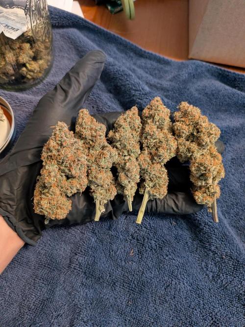 A purple and fruity Fastbuds trio. Week 13 - 5 of her 6 chunkiest nugs. The last one is still drying
