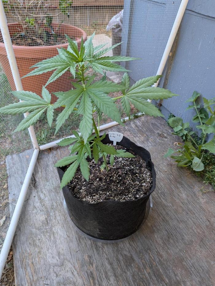 First outdoor grow part 2 (backup plant). Week 6