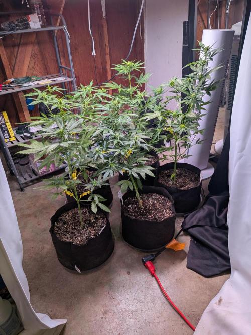 1st (mostly) outdoor grow - 100% organic. Week 8