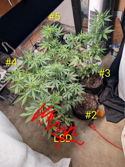 1st (mostly) outdoor grow - 100% organic. Week 8