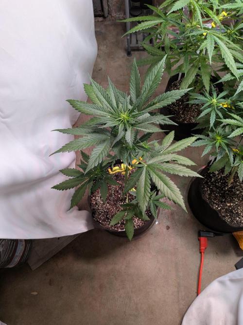 First outdoor grow part 2 (backup plant). Week 7