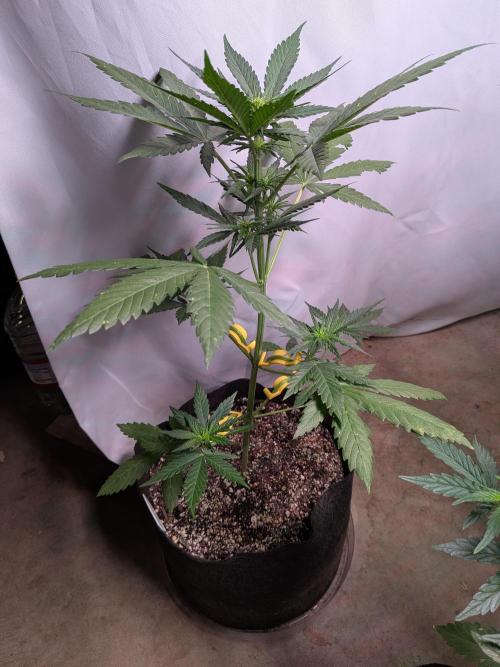 First outdoor grow part 2 (backup plant). Week 7
