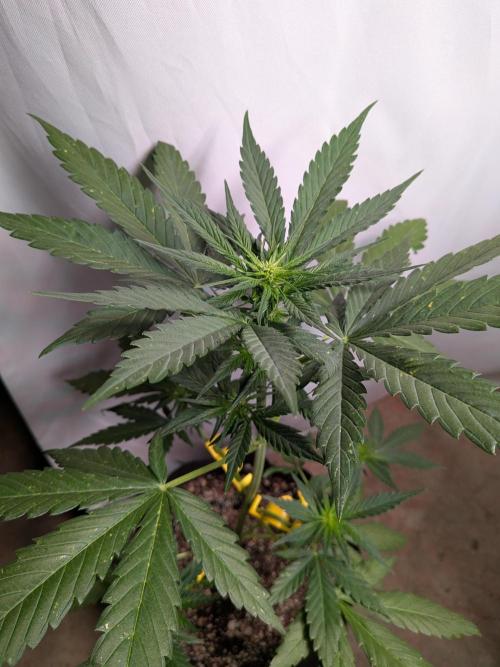 First outdoor grow part 2 (backup plant). Week 7