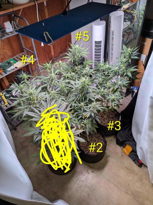 1st (mostly) outdoor grow - 100% organic. Week 9