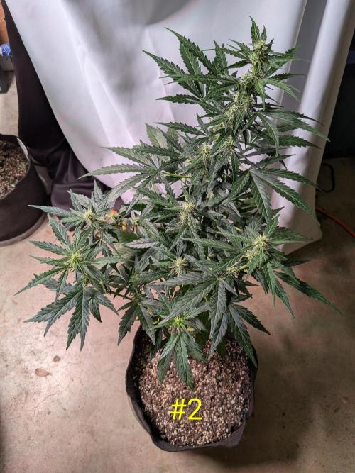 1st (mostly) outdoor grow - 100% organic. Week 9