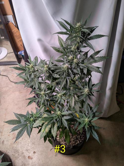 1st (mostly) outdoor grow - 100% organic. Week 9