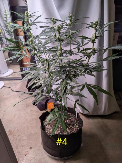 1st (mostly) outdoor grow - 100% organic. Week 9