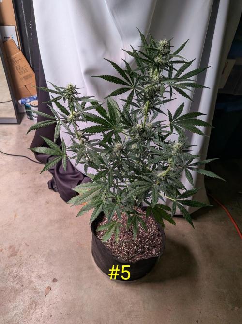 1st (mostly) outdoor grow - 100% organic. Week 9