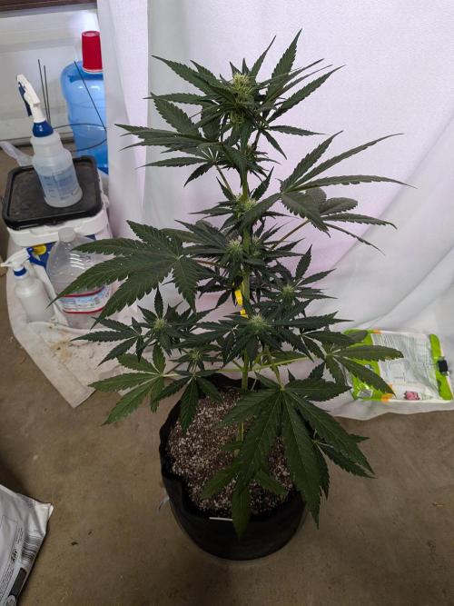 First outdoor grow part 2 (backup plant). Week 8