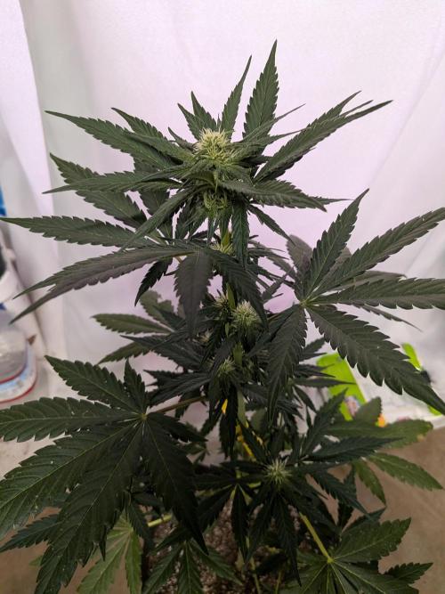 First outdoor grow part 2 (backup plant). Week 8