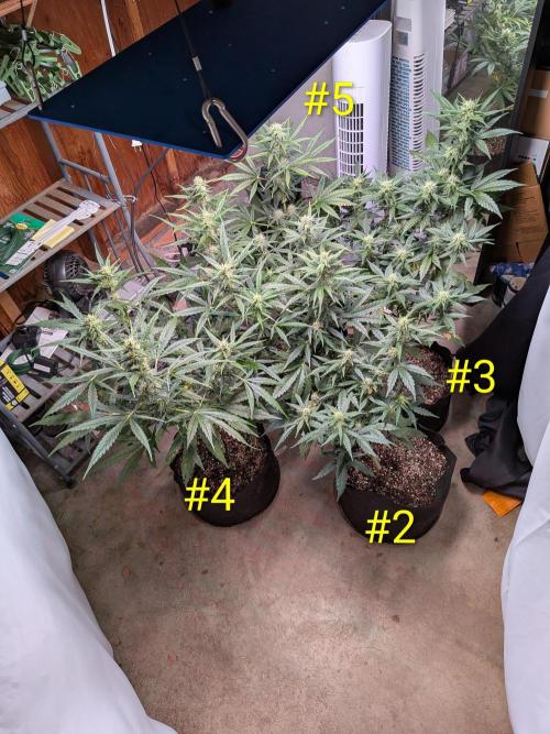 1st (mostly) outdoor grow - 100% organic. Week 9