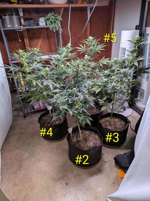 1st (mostly) outdoor grow - 100% organic. Week 9