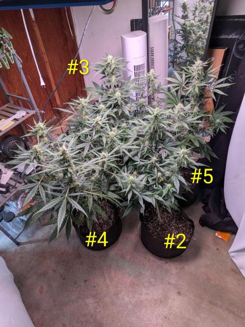 1st (mostly) outdoor grow - 100% organic. Week 10