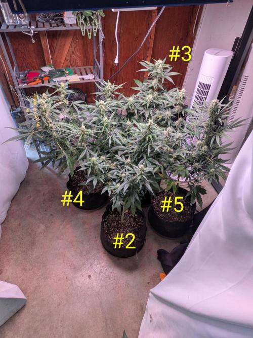 1st (mostly) outdoor grow - 100% organic. Week 10