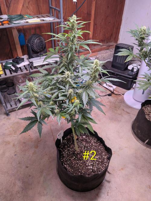1st (mostly) outdoor grow - 100% organic. Week 10