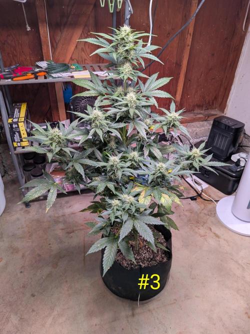 1st (mostly) outdoor grow - 100% organic. Week 10