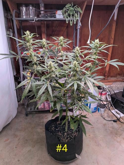 1st (mostly) outdoor grow - 100% organic. Week 10