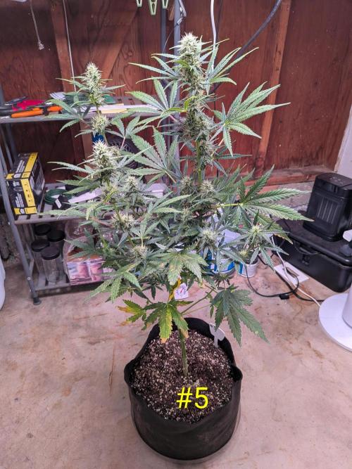 1st (mostly) outdoor grow - 100% organic. Week 10