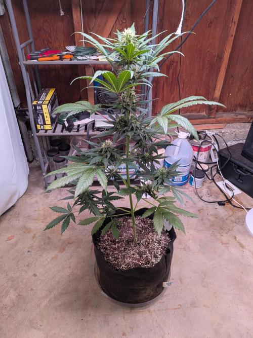 First outdoor grow part 2 (backup plant). Week 9