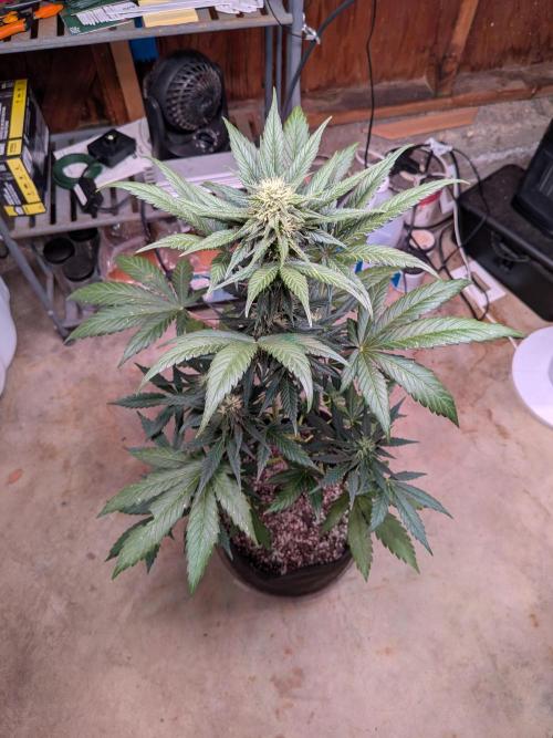 First outdoor grow part 2 (backup plant). Week 9