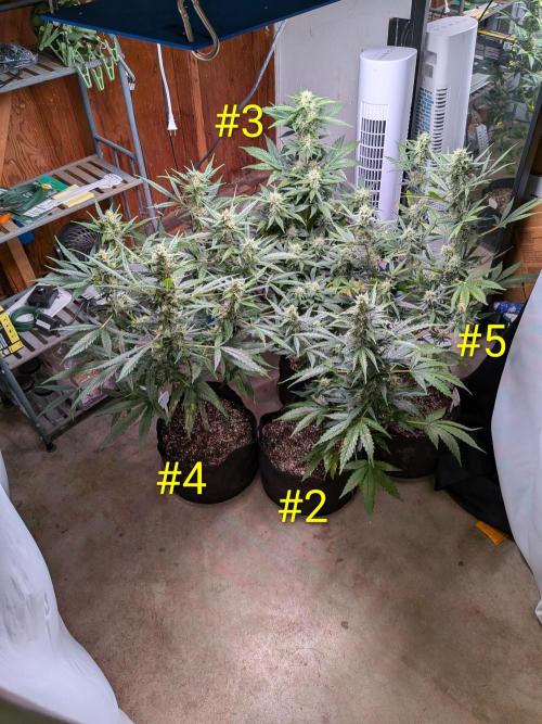 1st (mostly) outdoor grow - 100% organic. Week 11