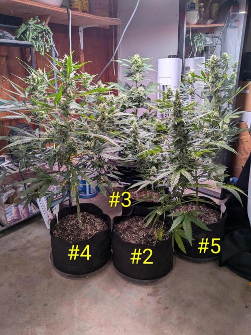 1st (mostly) outdoor grow - 100% organic. Week 11