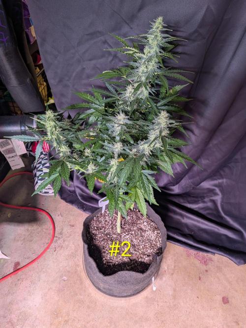 1st (mostly) outdoor grow - 100% organic. Week 11