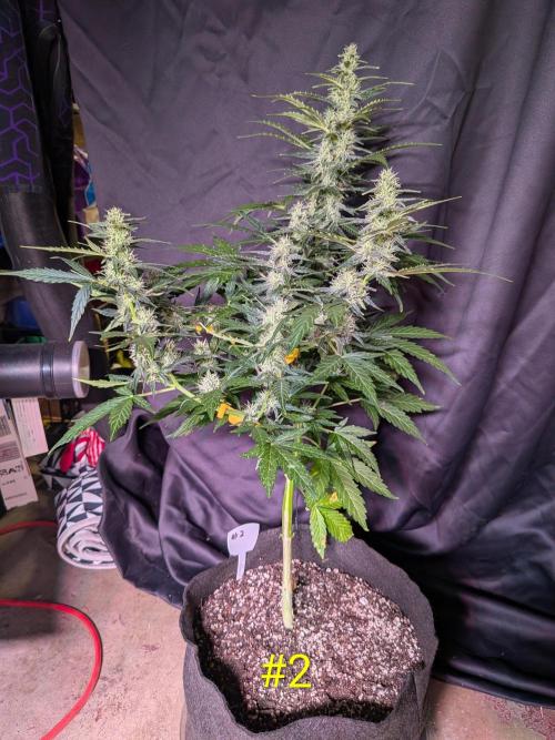 1st (mostly) outdoor grow - 100% organic. Week 11