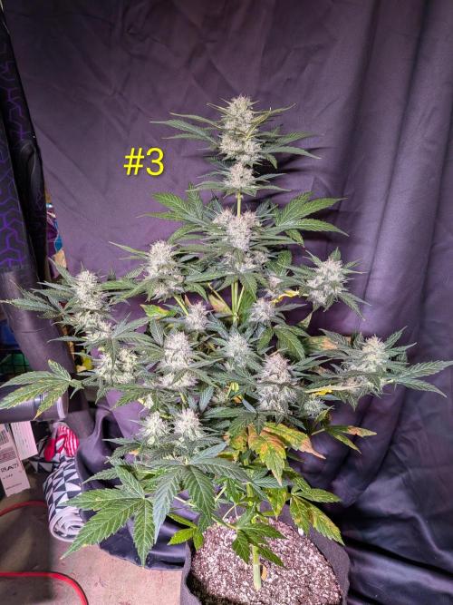1st (mostly) outdoor grow - 100% organic. Week 11