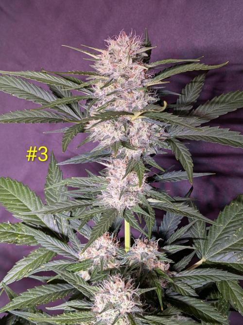 1st (mostly) outdoor grow - 100% organic. Week 11