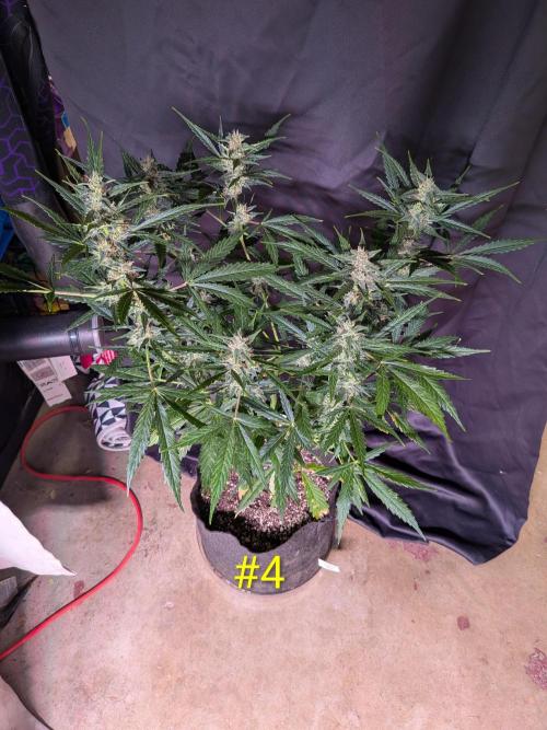 1st (mostly) outdoor grow - 100% organic. Week 11