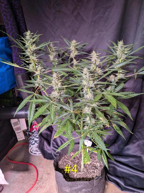 1st (mostly) outdoor grow - 100% organic. Week 11