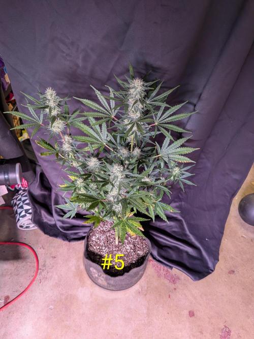 1st (mostly) outdoor grow - 100% organic. Week 11