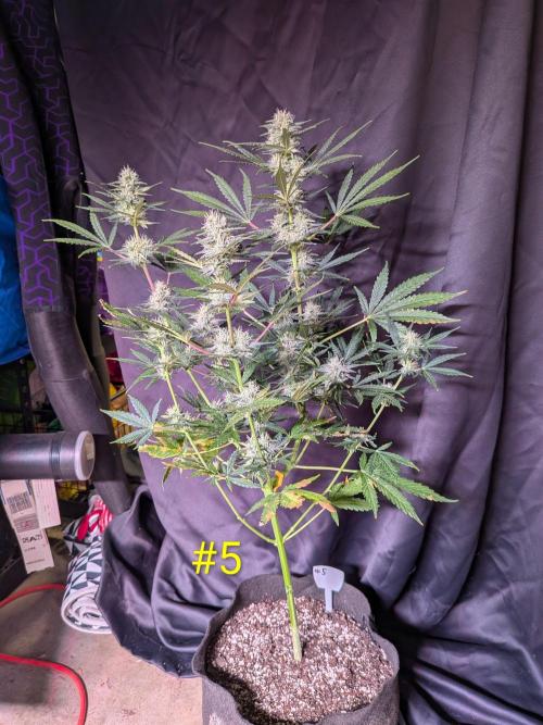 1st (mostly) outdoor grow - 100% organic. Week 11
