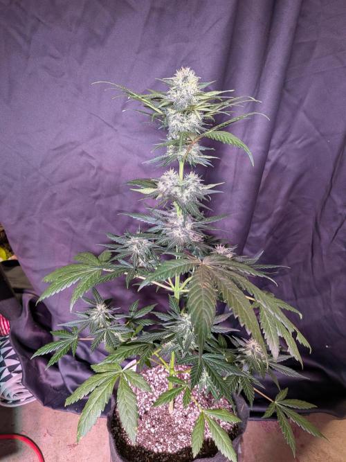 First outdoor grow part 2 (backup plant). Week 10