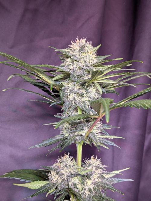 First outdoor grow part 2 (backup plant). Week 10