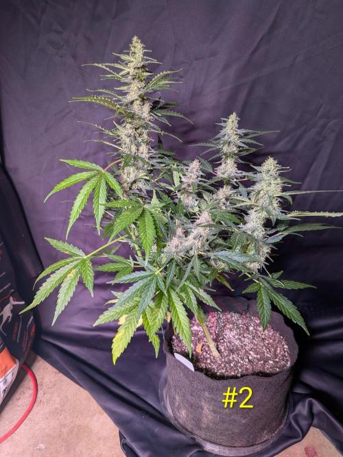 1st (mostly) outdoor grow - 100% organic. Week 12