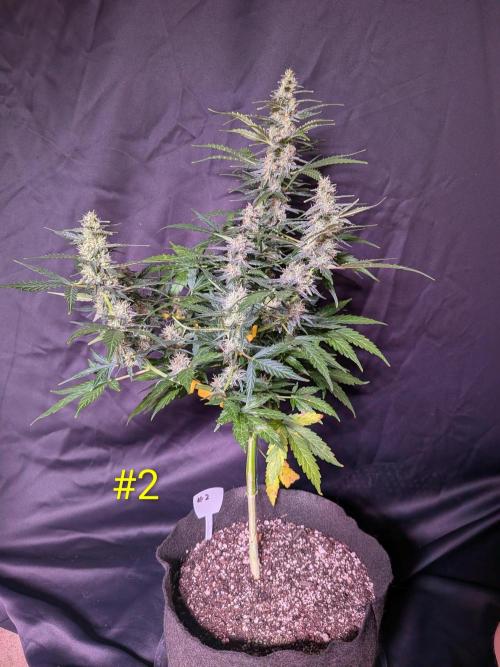 1st (mostly) outdoor grow - 100% organic. Week 12