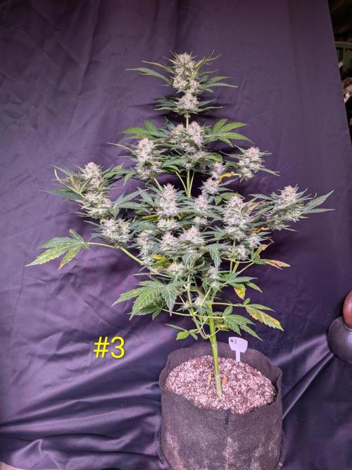 1st (mostly) outdoor grow - 100% organic. Week 12
