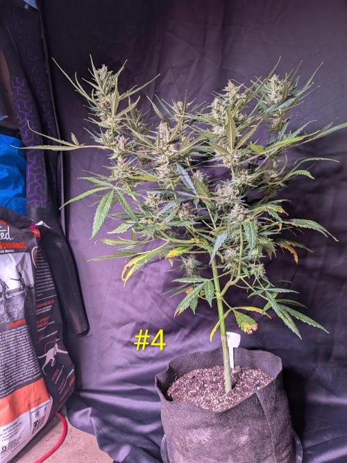 1st (mostly) outdoor grow - 100% organic. Week 12
