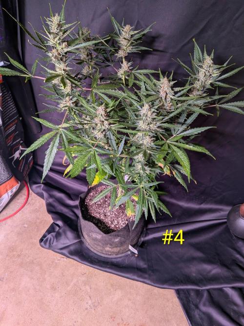 1st (mostly) outdoor grow - 100% organic. Week 12
