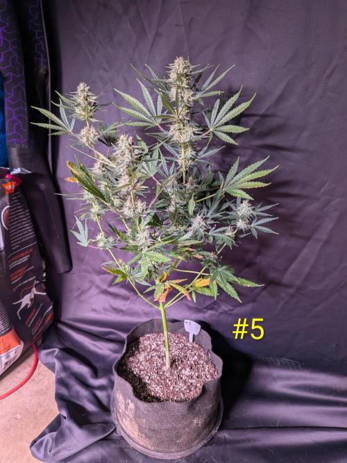 1st (mostly) outdoor grow - 100% organic. Week 12