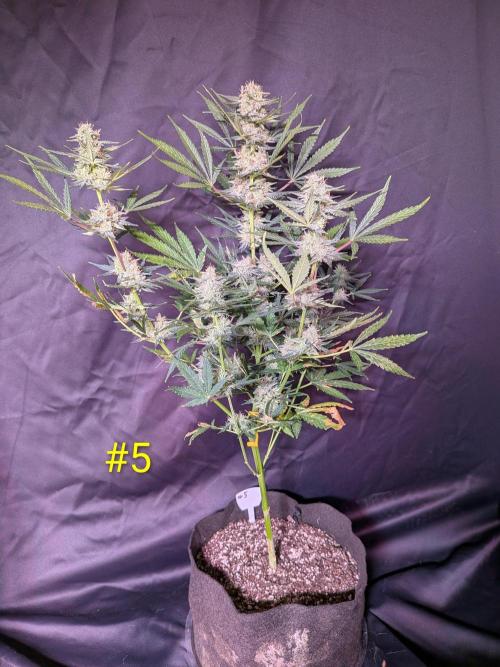 1st (mostly) outdoor grow - 100% organic. Week 12