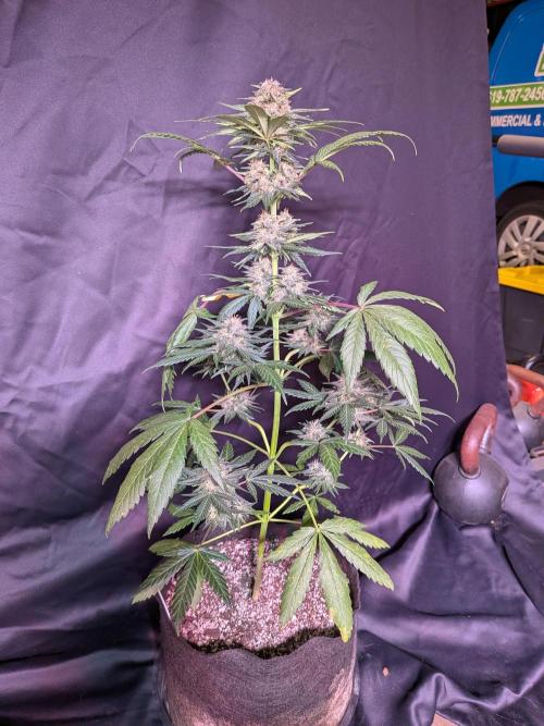 LSD-25 Auto. Week 11