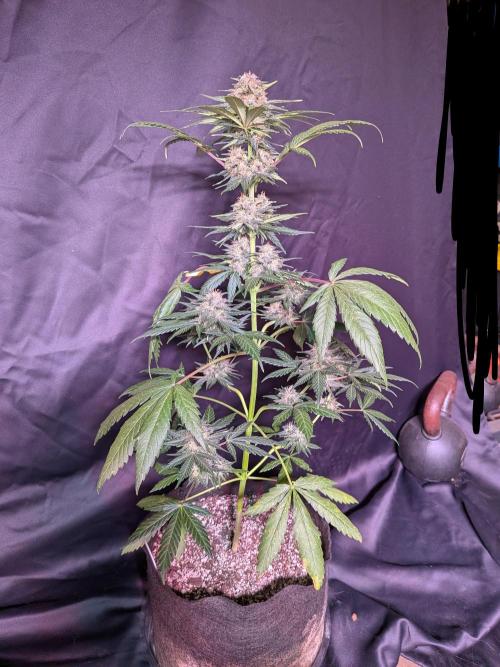 LSD-25 Auto. Week 11