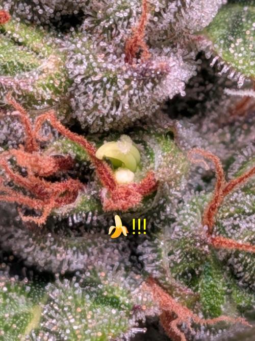 1st (mostly) outdoor grow - 100% organic. Week 12