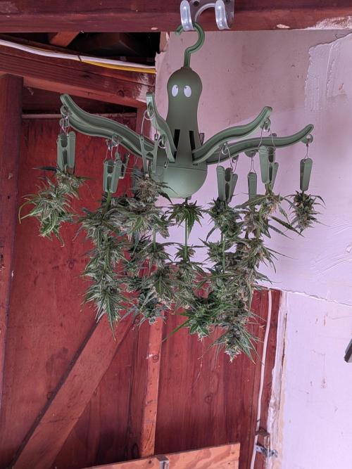 1st (mostly) outdoor grow - 100% organic. Week 12