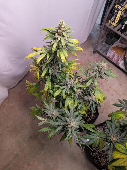 1st (mostly) outdoor grow - 100% organic. Week 13