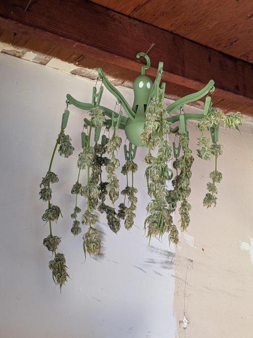 1st (mostly) outdoor grow - 100% organic. Week 13