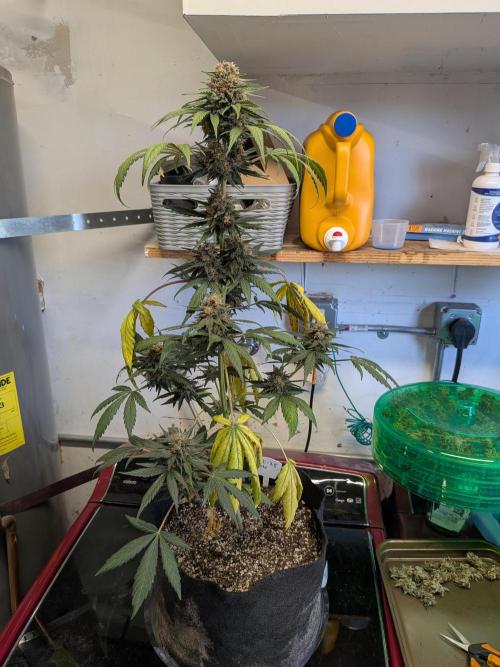 First outdoor grow part 2 (backup plant). Week 12